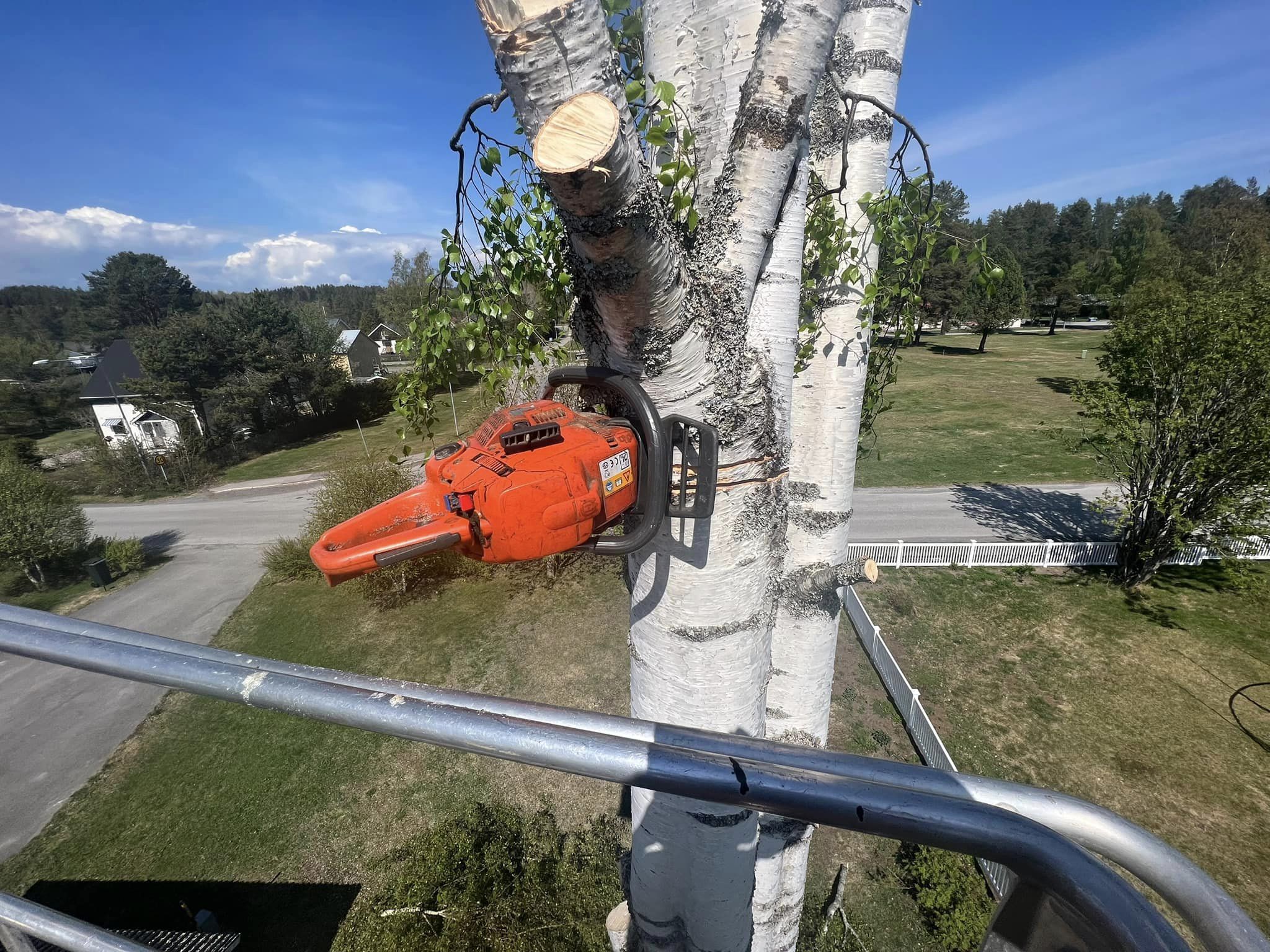 Sågmaskin som sågar i en björk